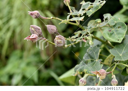 オオハマボウの花 104911722