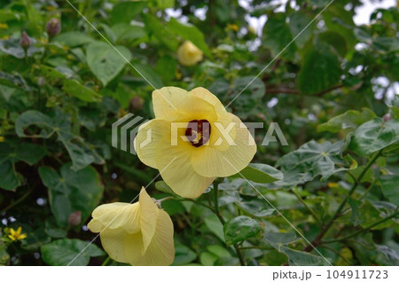 オオハマボウの花 104911723