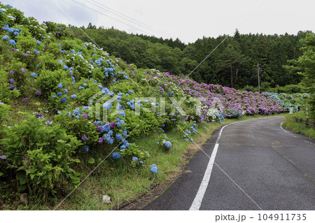 初夏に斜面一面に咲く色鮮やかな満開の紫陽花 104911735