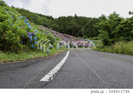 初夏に斜面一面に咲く色鮮やかな満開の紫陽花 初夏に斜面一面に咲く色鮮やかな満開の紫陽花 104911736
