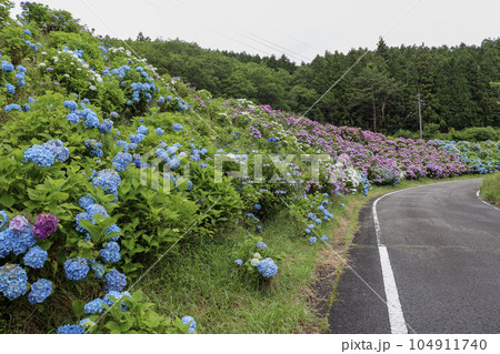 初夏に斜面一面に咲く色鮮やかな満開の紫陽花 104911740