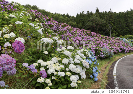 初夏に斜面一面に咲く色鮮やかな満開の紫陽花 104911741