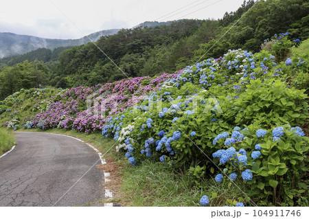 初夏に斜面一面に咲く色鮮やかな満開の紫陽花 104911746