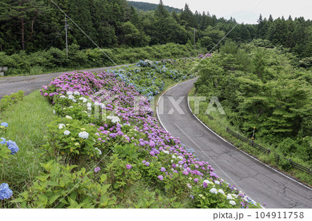 初夏に斜面一面に咲く色鮮やかな満開の紫陽花 初夏に斜面一面に咲く色鮮やかな満開の紫陽花 104911758