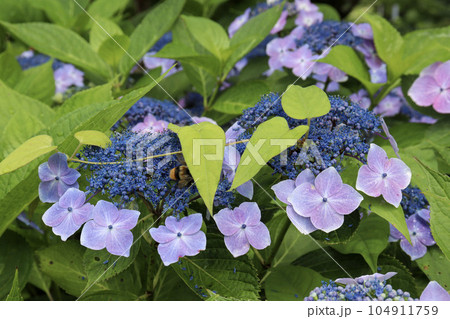 初夏に咲く色鮮やかな満開の紫陽花と蜂 104911759
