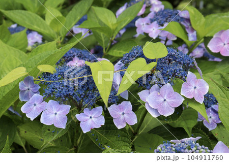 初夏に咲く色鮮やかな満開の紫陽花 初夏に咲く色鮮やかな満開の紫陽花 104911760