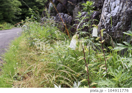 初夏に咲く白い花のホタルブクロ 初夏に咲く白い花のホタルブクロ 104911776