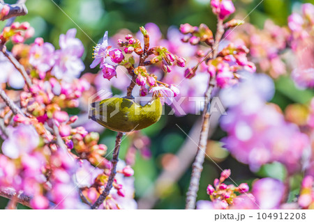ピンク色の河津桜の蜜を吸うメジロ 104912208