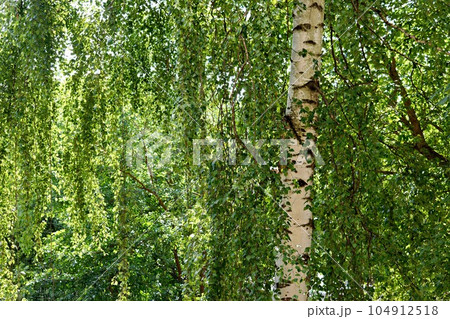 green forest with sunlight 104912518