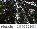 杉林を下から仰ぎ見る 104912903
