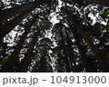 杉林を下から仰ぎ見る 104913000