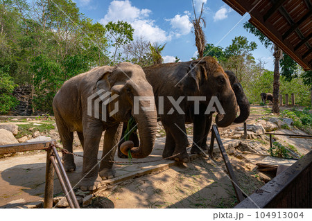 Asian elephants in the zoo 104913004