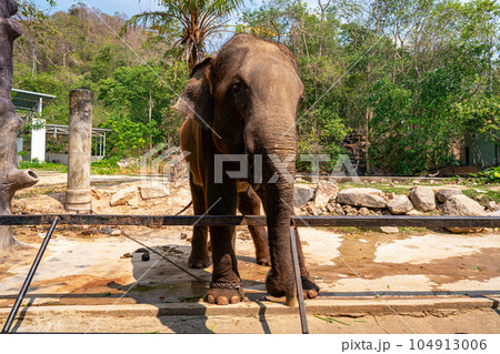 Asian elephant in the zoo Asian elephant in the zoo 104913006