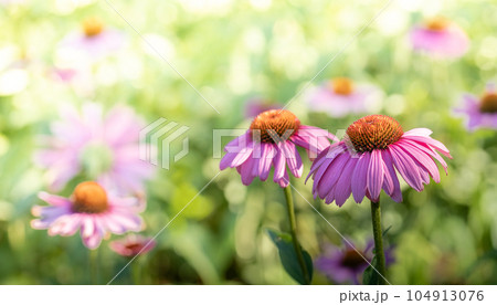 Healthy plant for strengthening immunity Echinacea purple flowers in lawn close up in blooming blurred background in summer morning. Alternative medicine. Herbal therapy. Horizontal format. Copy space Healthy plant for strengthening immunity Echinacea purple flowers in lawn close up in blooming blurred background in summer morning. Alternative medicine. Herbal therapy. Horizontal format. Copy space 104913076