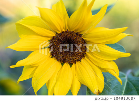 One large blooming bright yellow sunflower head closeup. Real healthy food. Agriculture. Sustainable consumption. Horizontal format. Close up. 104913087
