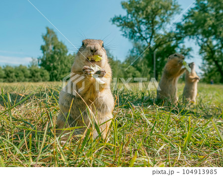 Three prairie dogs are eating cabbage while standing on its hind legs in a grassy field. Three prairie dogs are eating cabbage while standing on its hind legs in a grassy field. 104913985