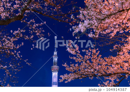 ライトアップの桜と東京スカイツリー　隅田公園 104914387