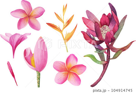 Vector tropical Plumeria, Protea, Banana flowers cliparts isolated without background. Botanical watercolor illustration of tropical plants. Perfect for cards, invitations, wedding and summer designs 104914745