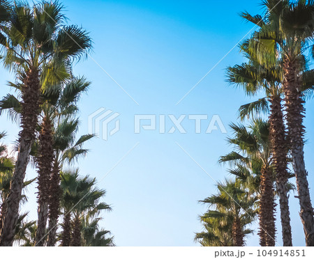Beautiful pattern of palm trees with blue sky 104914851
