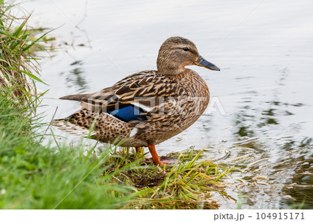 Ducks  stands on the shore 104915171