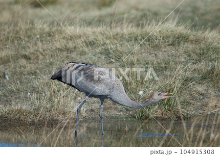 Young common crane drinking water. 104915308