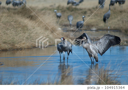 Common cranes in a lagoon. 104915364