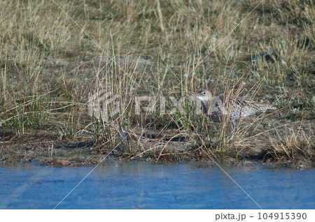 Eurasian curlew. Eurasian curlew. 104915390