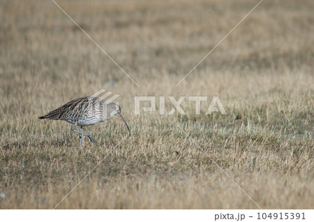 Eurasian curlew. 104915391