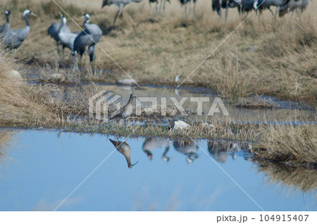 Eurasian curlew reflected in a lagoon. 104915407