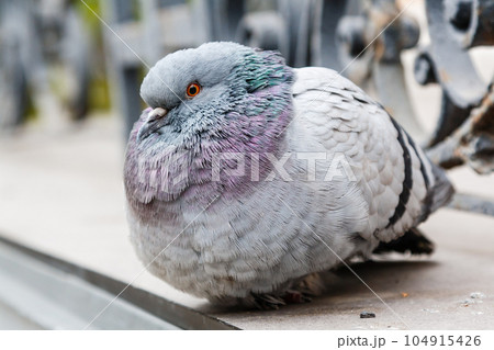 portrait of a beautiful dove portrait of a beautiful dove 104915426