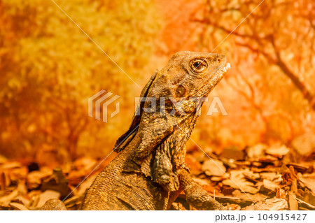 lizard lizard 104915427