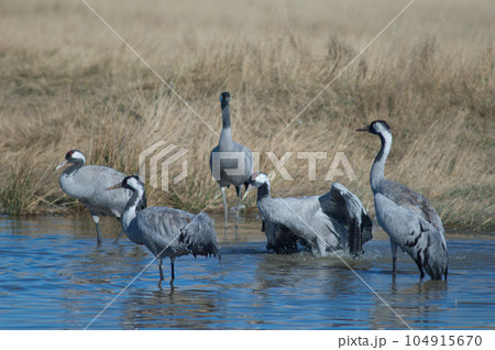 Common cranes in a lagoon. 104915670