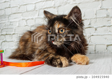 Beautiful little cat girl on a background of a brick wall 104915940