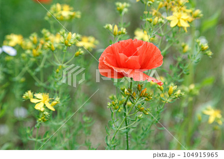 beautiful poppies among the field 104915965