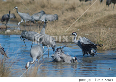 Common cranes bathing in a lagoon. 104915984