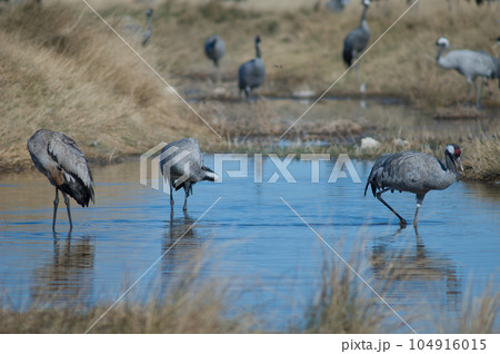 Common cranes in a lagoon. 104916015
