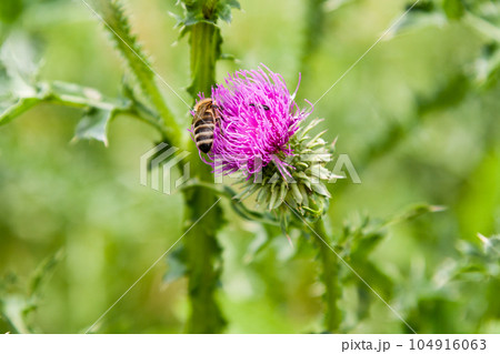 Field plants blossom in summer on which insects sit 104916063