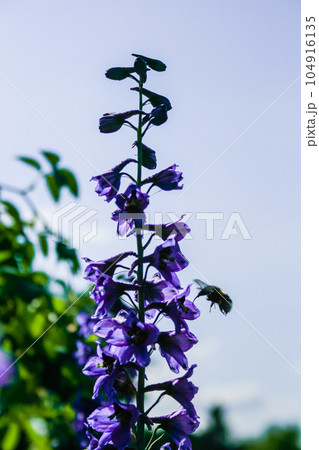 Bumblebee on a violet field flower in search of something tasty Bumblebee on a violet field flower in search of something tasty 104916135