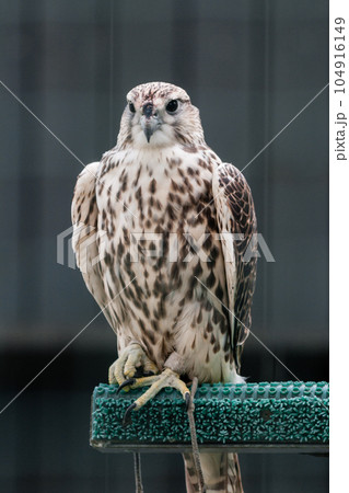 Beautiful falcon Beautiful falcon 104916149