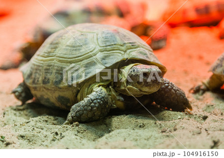 Turtle walking on sand Turtle walking on sand 104916150