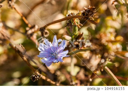 Field flowers on which insects and bees sit close up Field flowers on which insects and bees sit close up 104916155