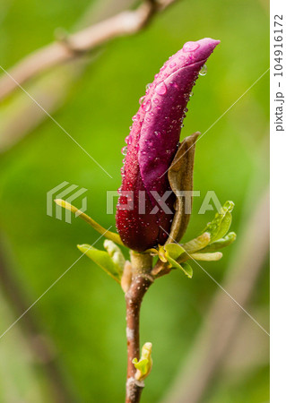 Macro Magnolia bud covered with drops Macro Magnolia bud covered with drops 104916172