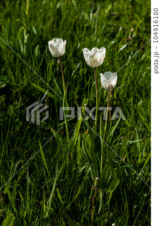 Macro of white tulips on a background of green grass 104916180