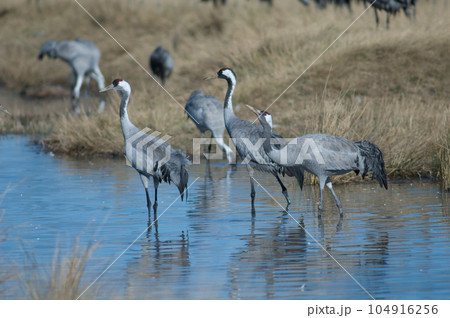 Common cranes in a lagoon. 104916256