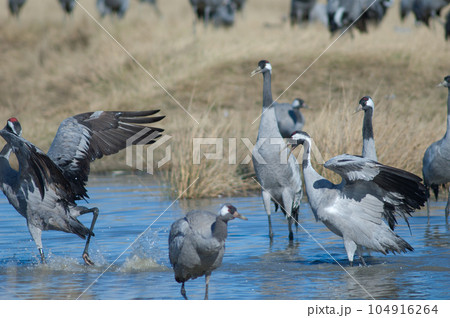 Common cranes fighting in a lagoon. 104916264