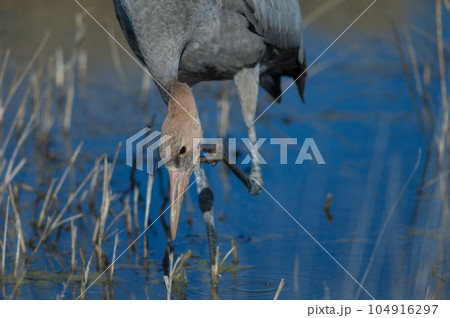 Juvenile common crane scratching. Juvenile common crane scratching. 104916297