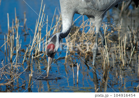 Common crane in a lagoon. Common crane in a lagoon. 104916454
