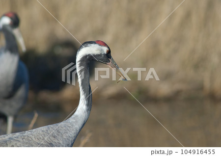 Common crane with a dragonfly in its beak. Common crane with a dragonfly in its beak. 104916455