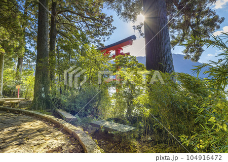 朝の日差しに照らされる箱根神社の鳥居と木々 / Hakone, Japan 104916472