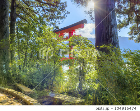 朝の日差しに照らされる箱根神社の鳥居と草木 / Hakone, Japan 104916474